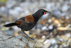 Saddleback North Island 103007.jpg